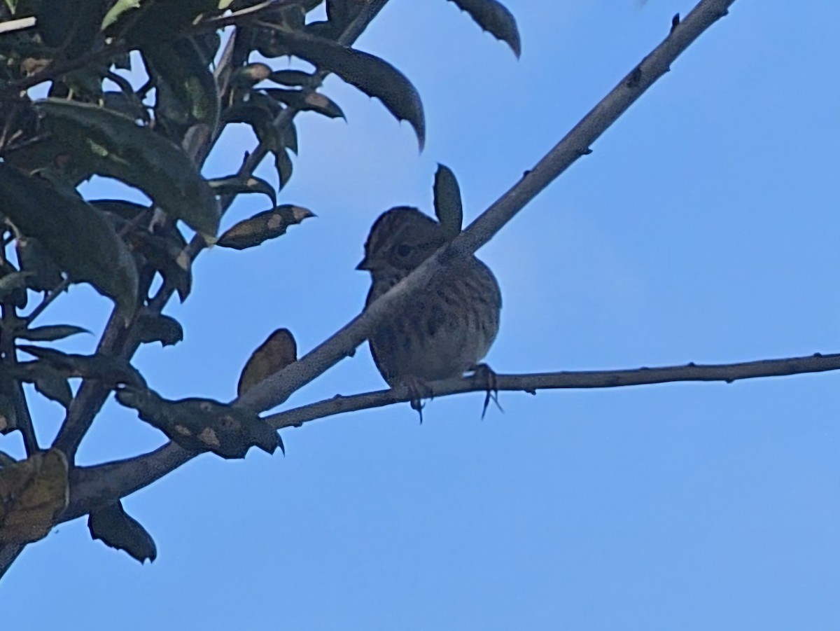 ヒメウタスズメ - ML647810798