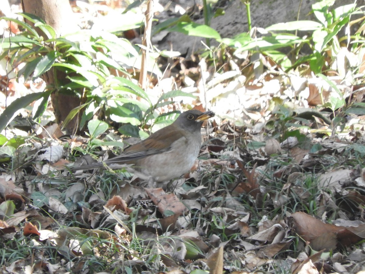 シロハラ - ML647810802