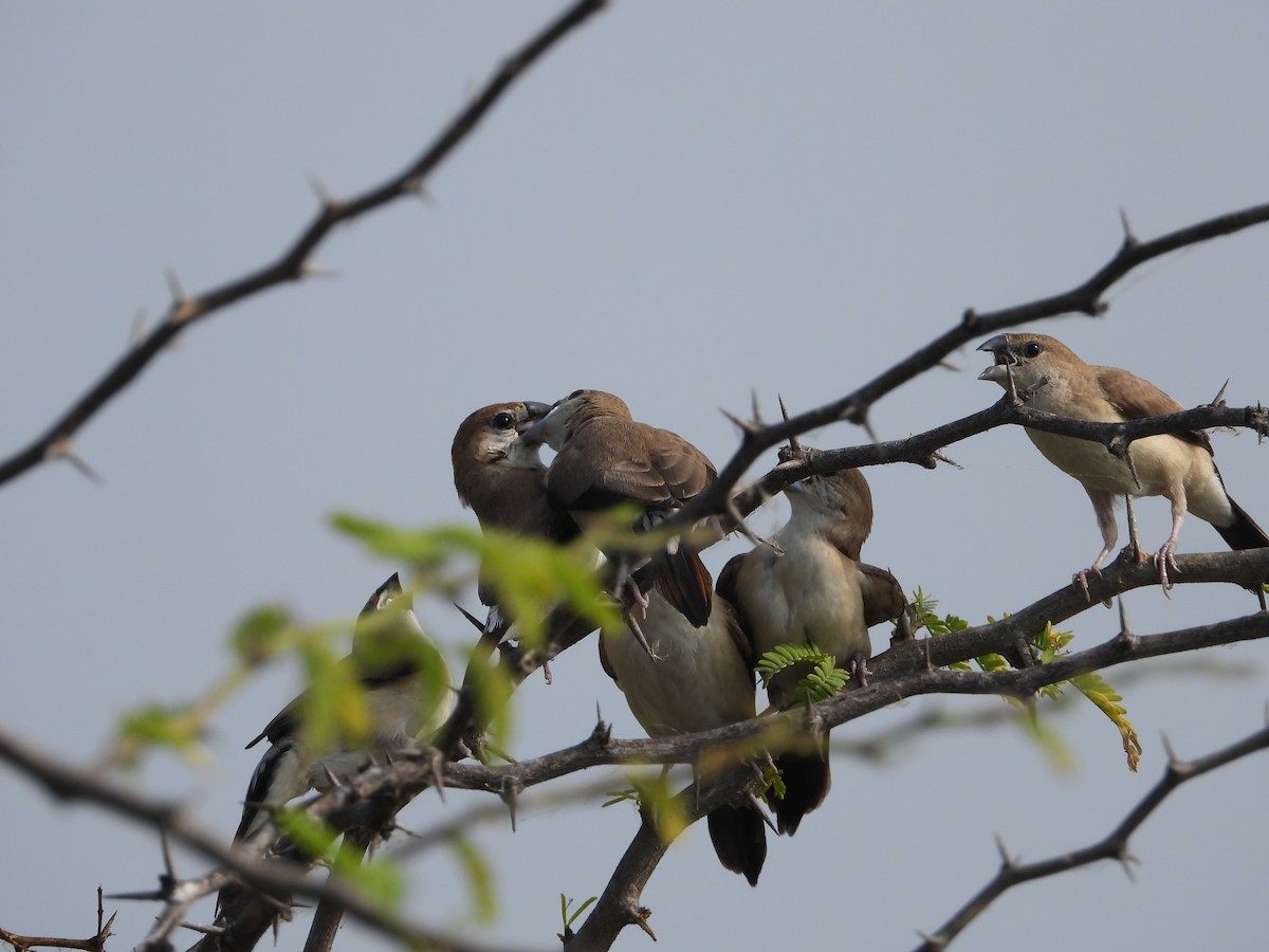 ギンバシ - ML647810804