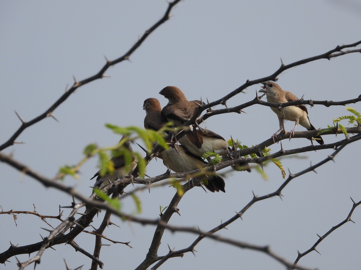 ギンバシ - ML647810805