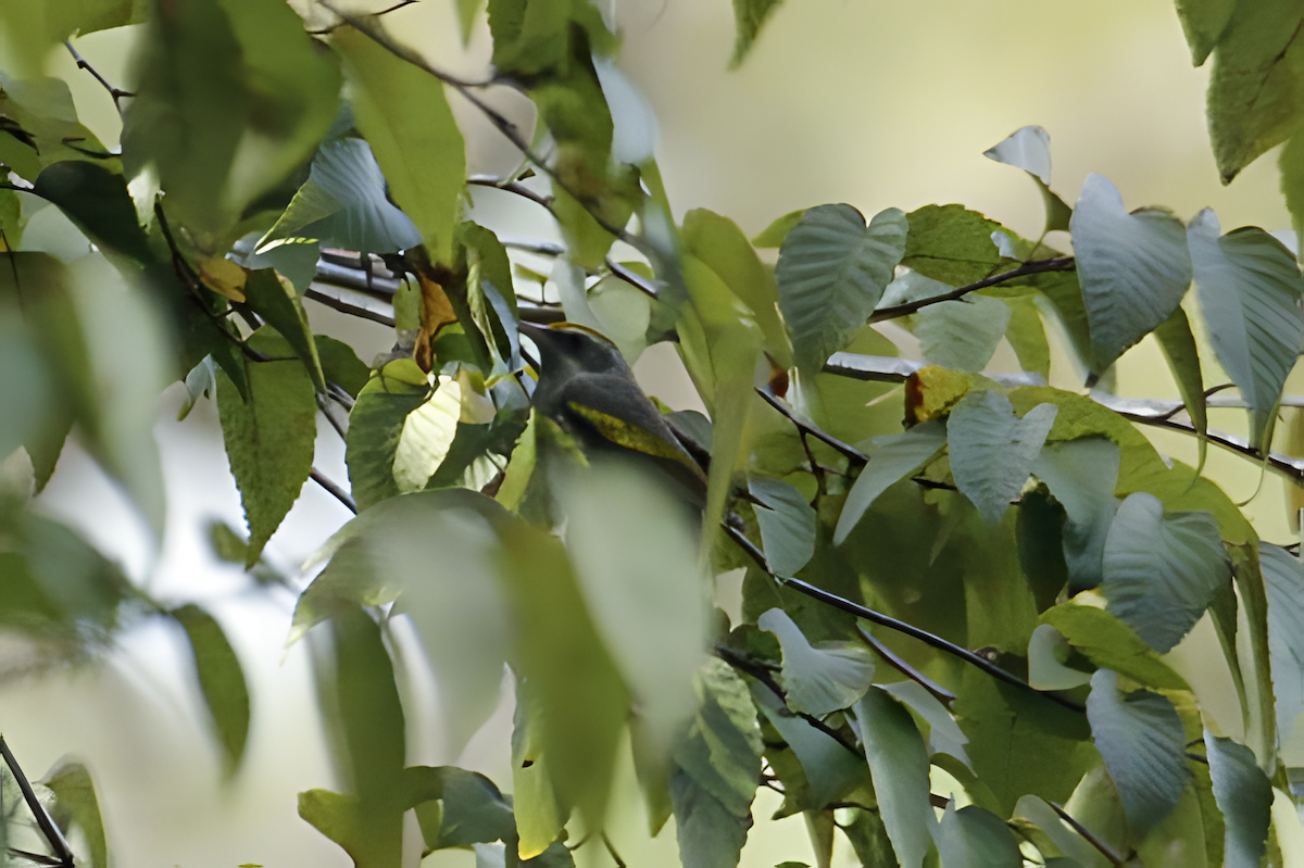 キンバネアメリカムシクイ - ML647810806