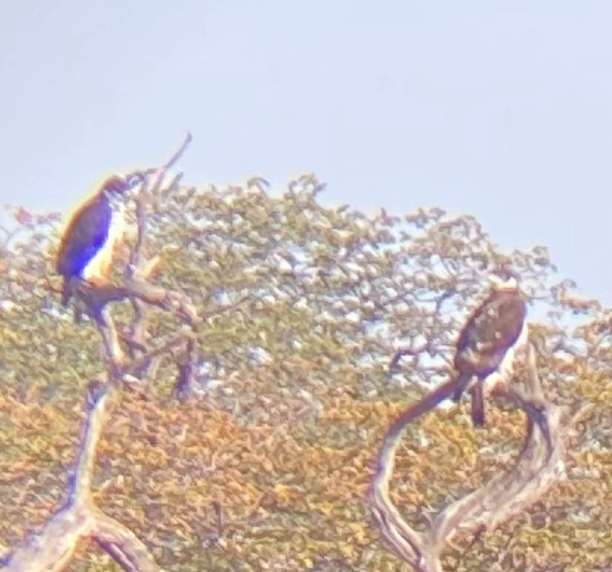 モモジロクマタカ - ML647810808