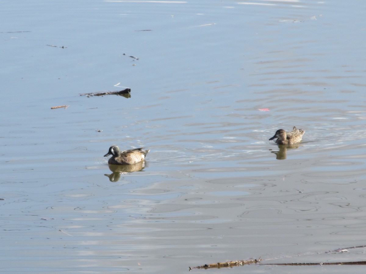 Blue-winged Teal - ML647810809