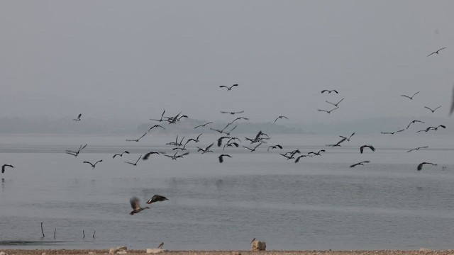 Asian Openbill - ML647810810