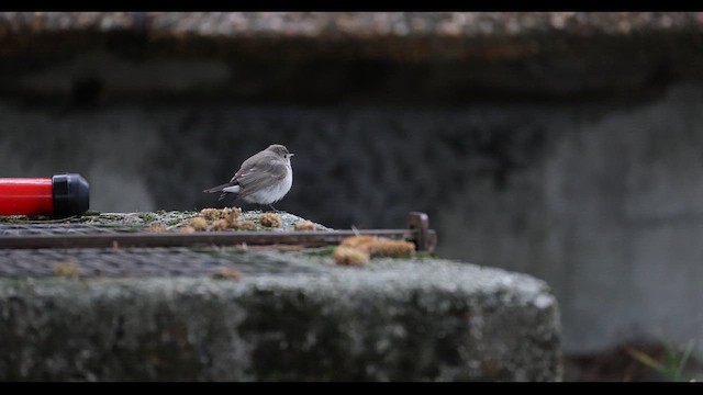 Taiga Flycatcher - ML647810816