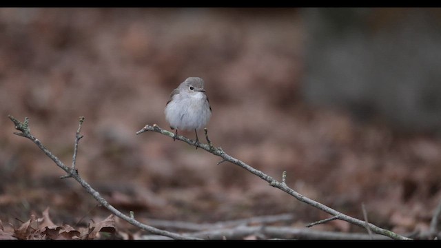 Taiga Flycatcher - ML647810817