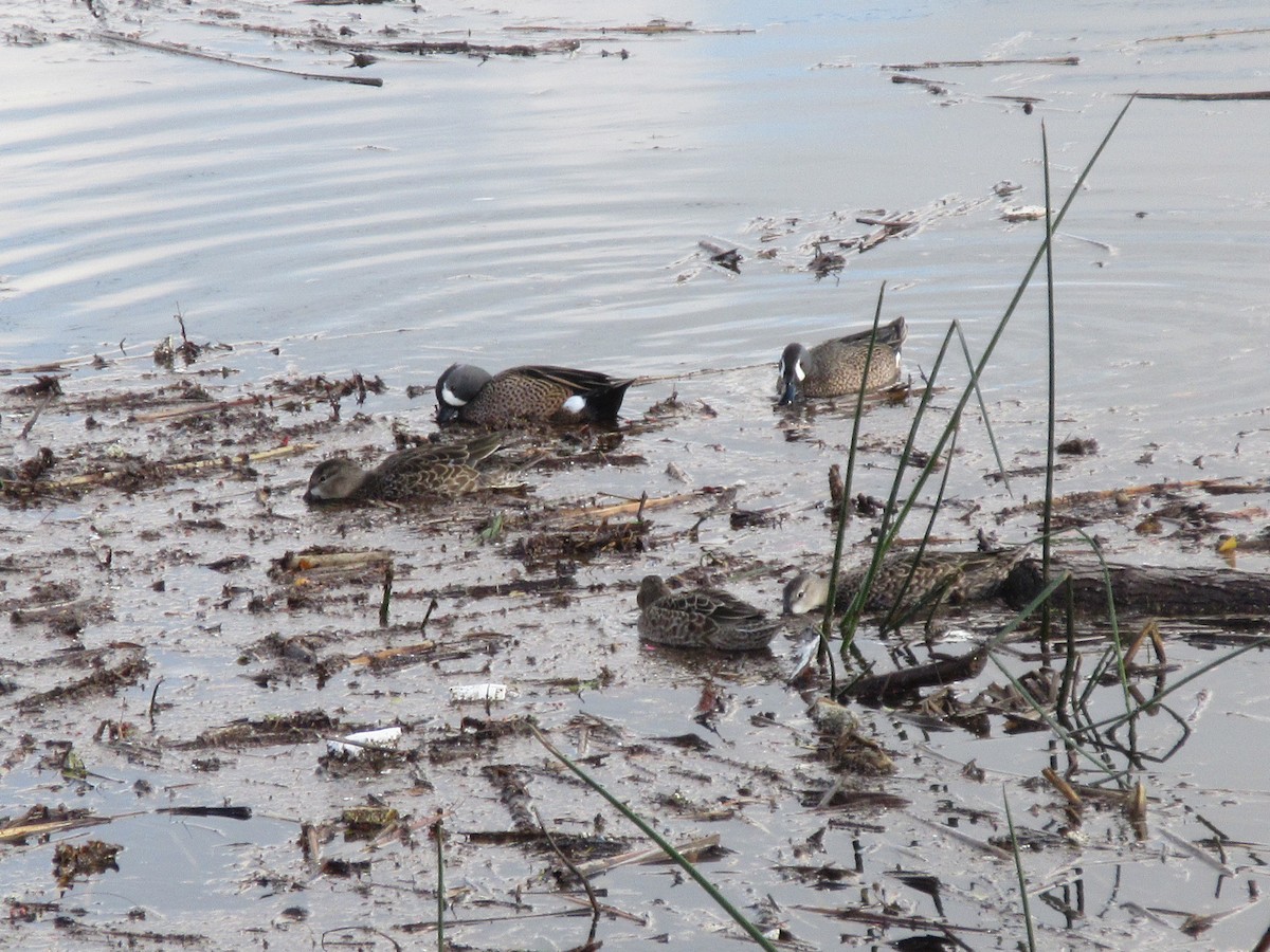 Blue-winged Teal - ML647810820