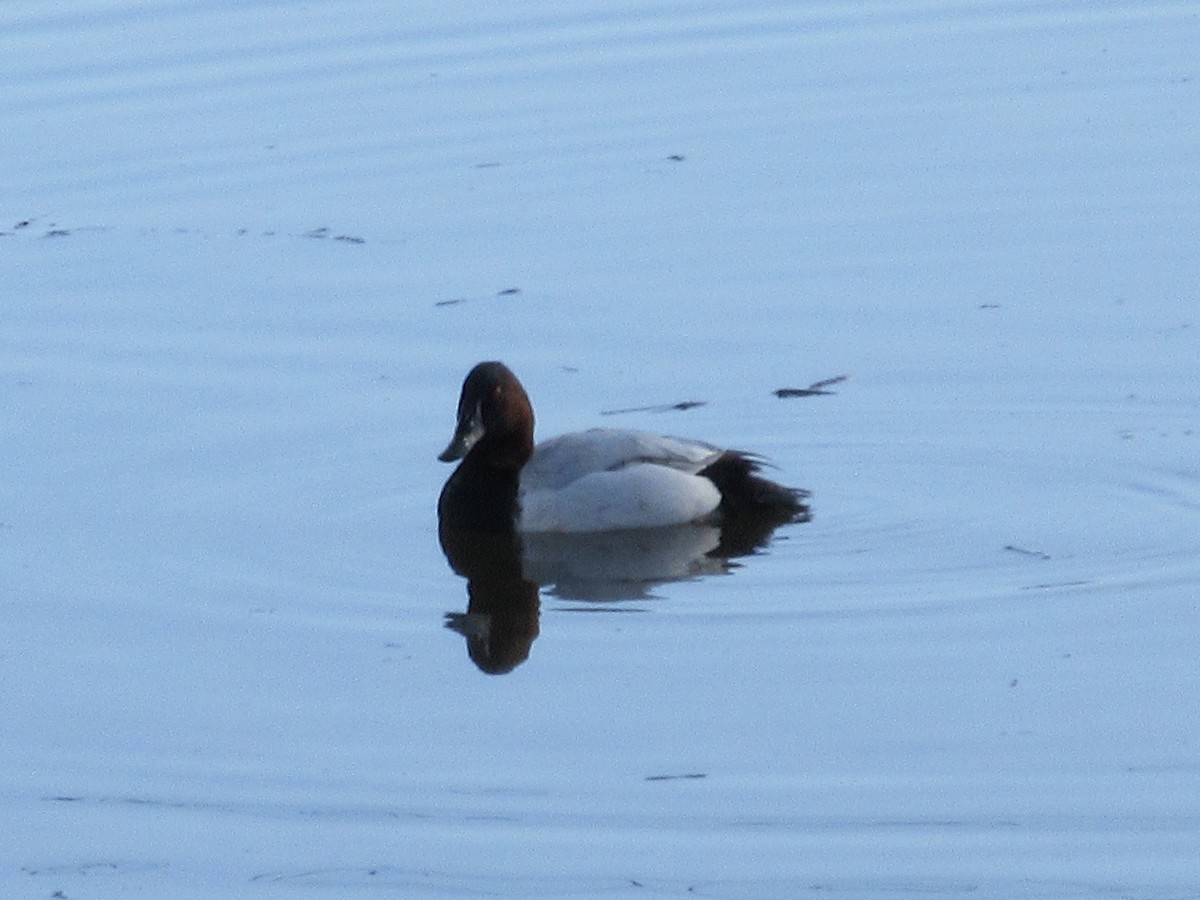 Murgilari bizkarzuria - ML647810843