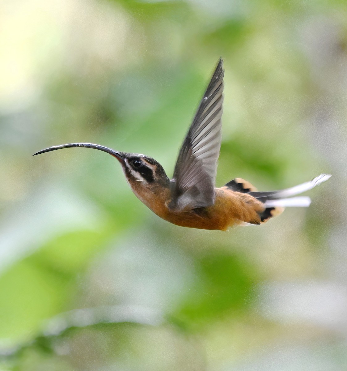 Ermite à ventre fauve - ML647810850