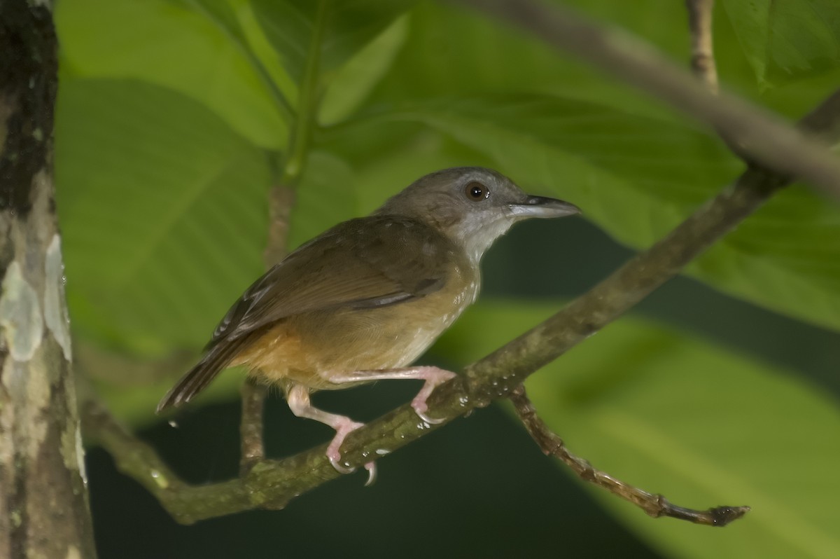 Краснохвостый шелкопёр - ML647810860