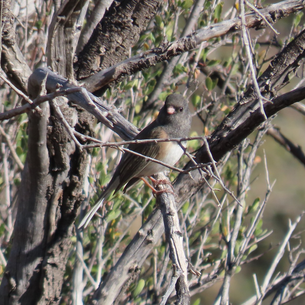 Серый юнко (Орегонский) - ML647810861