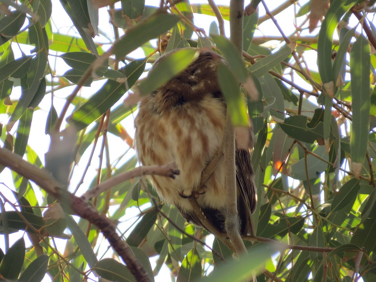 Североамериканский сыч - ML647810862