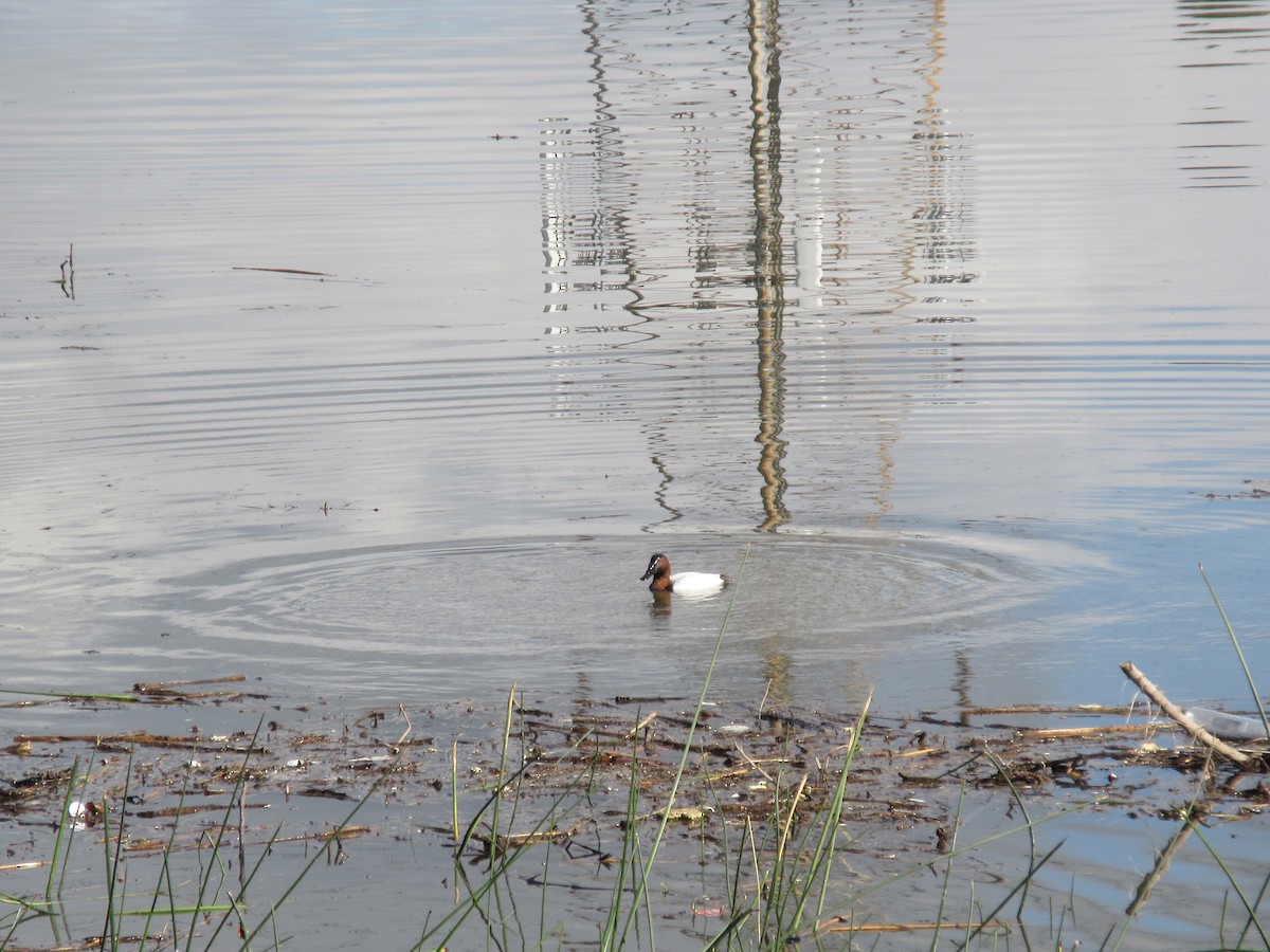 Парусиновый нырок - ML647810863