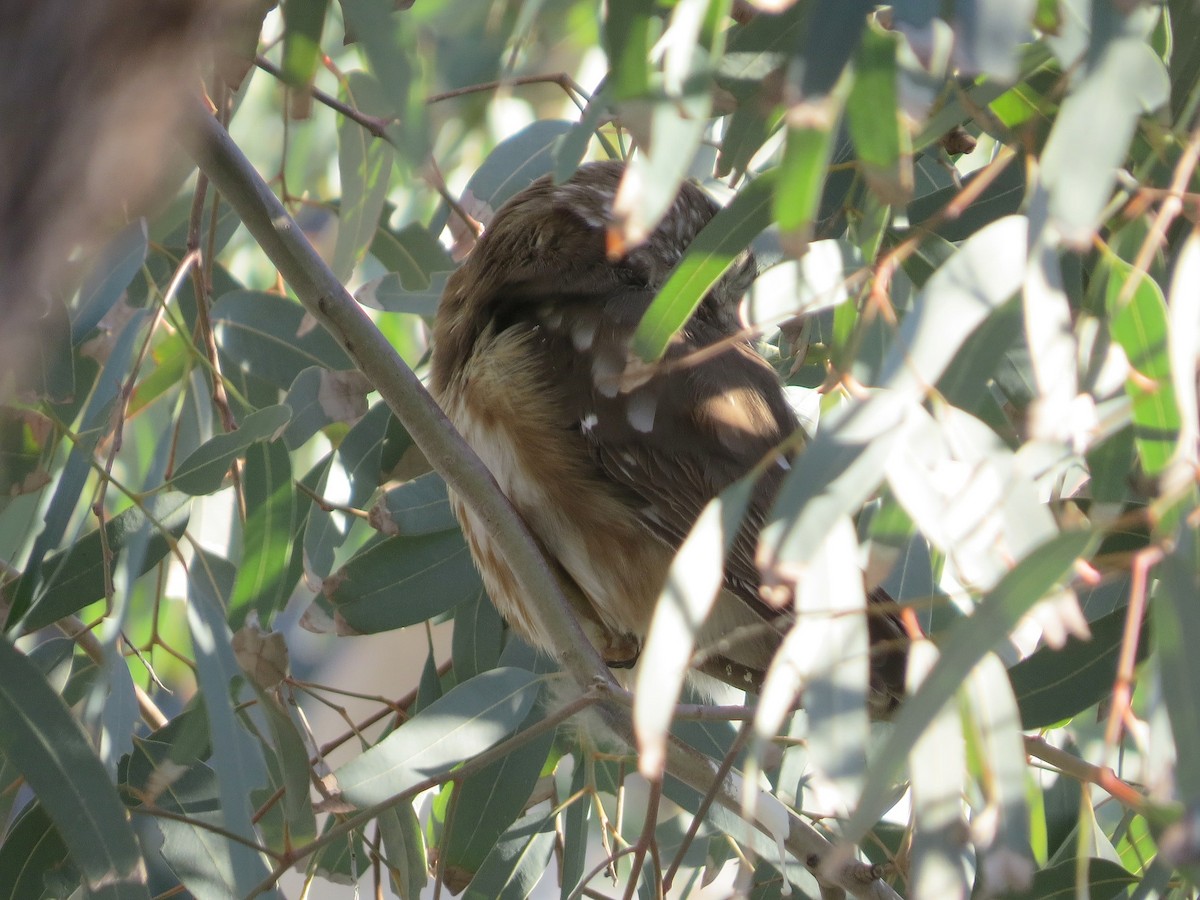 Североамериканский сыч - ML647810864