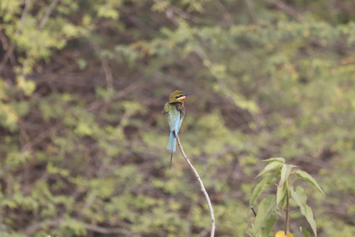 Синехвостая щурка - ML647810865