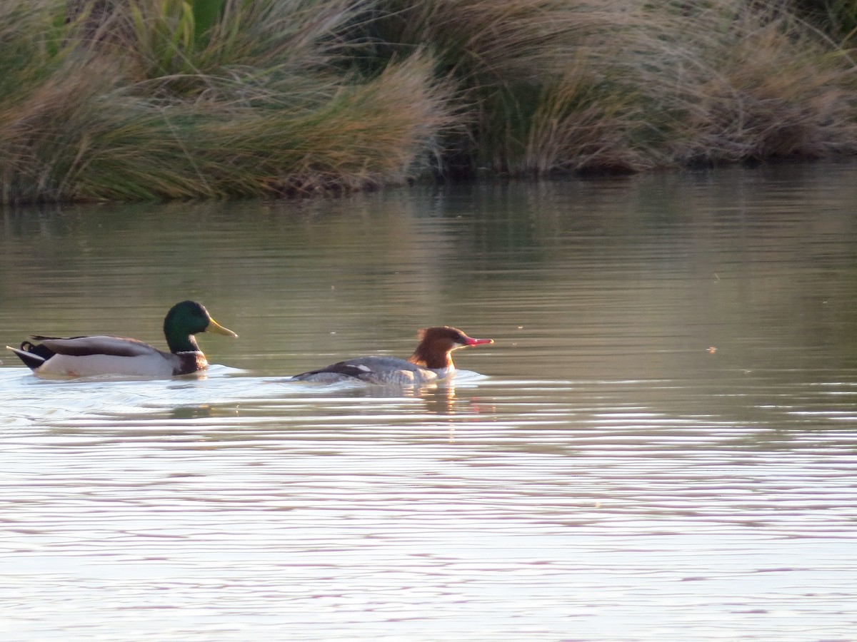 Большой крохаль - ML647810866