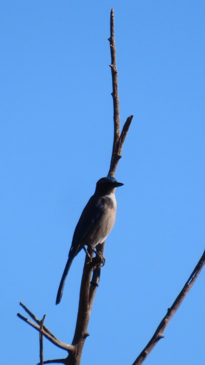 Невадская сойка [группа woodhouseii] - ML647810867