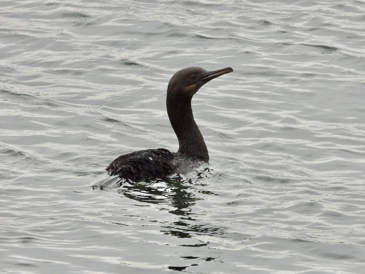 Синегорлый баклан - ML647810868