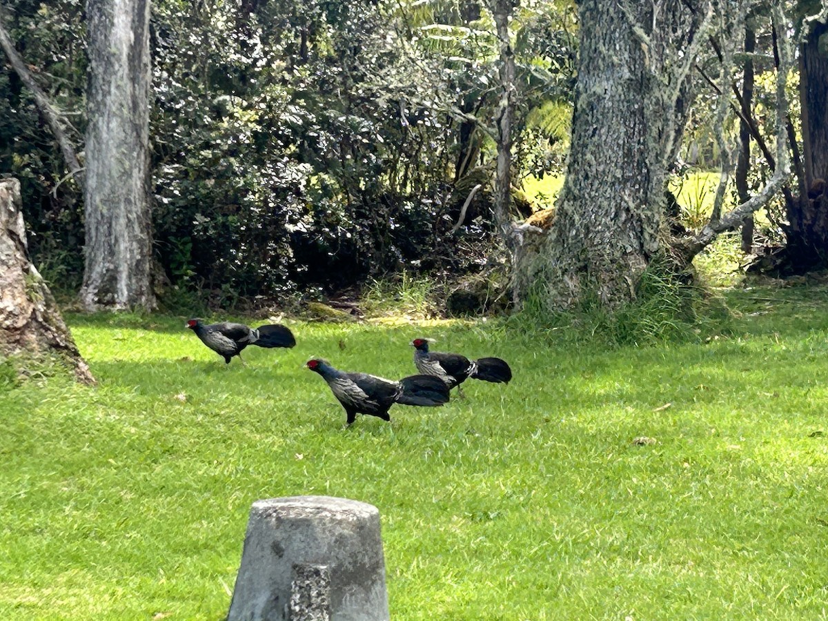 Калидж - ML647810869