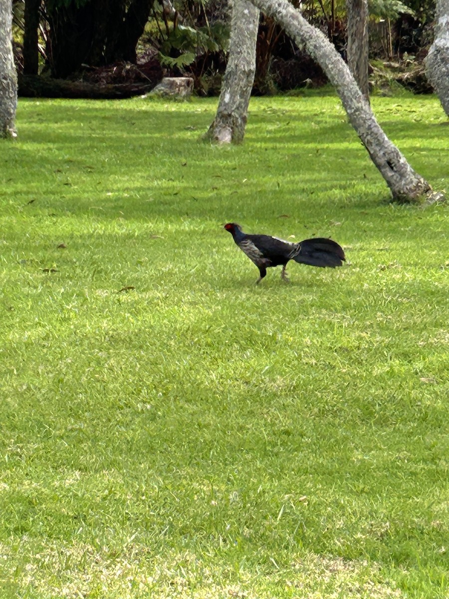 Калидж - ML647810870