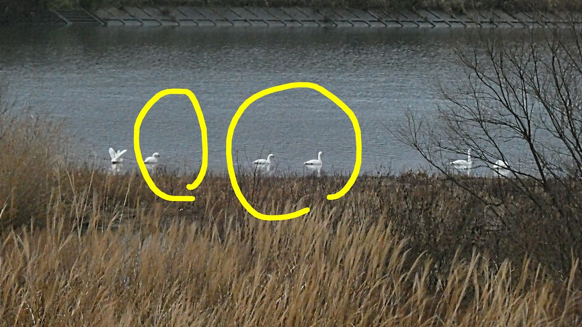 Американский лебедь (Американский) - ML647810871