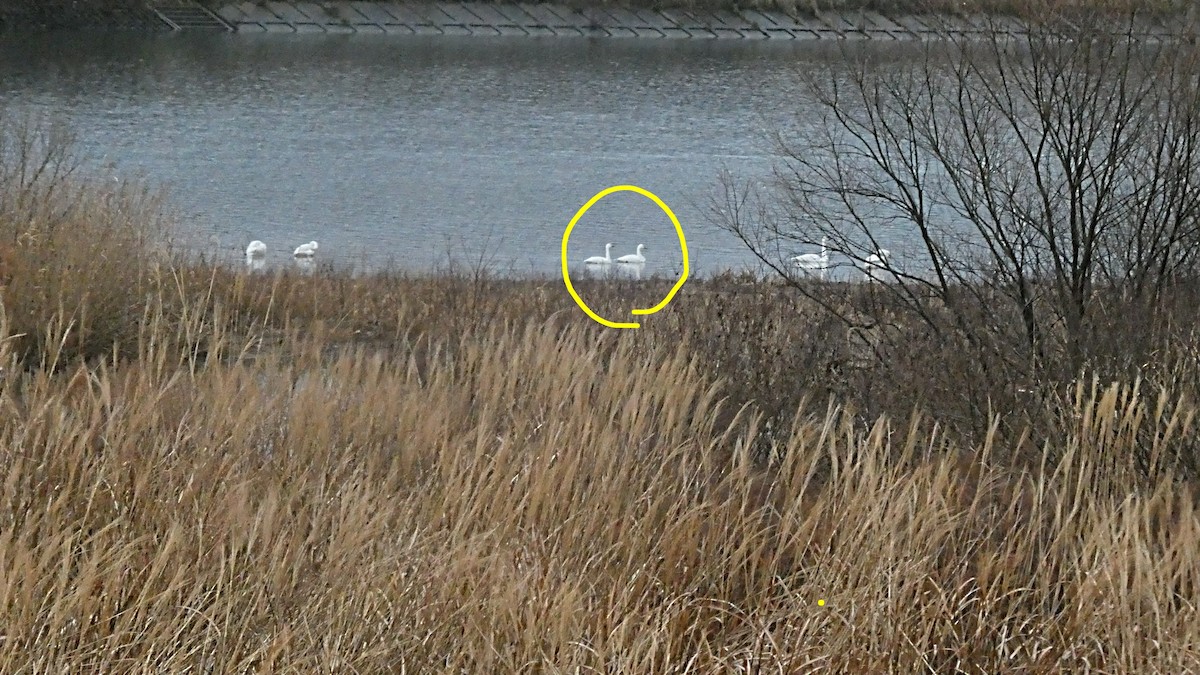 Американский лебедь (Американский) - ML647810872