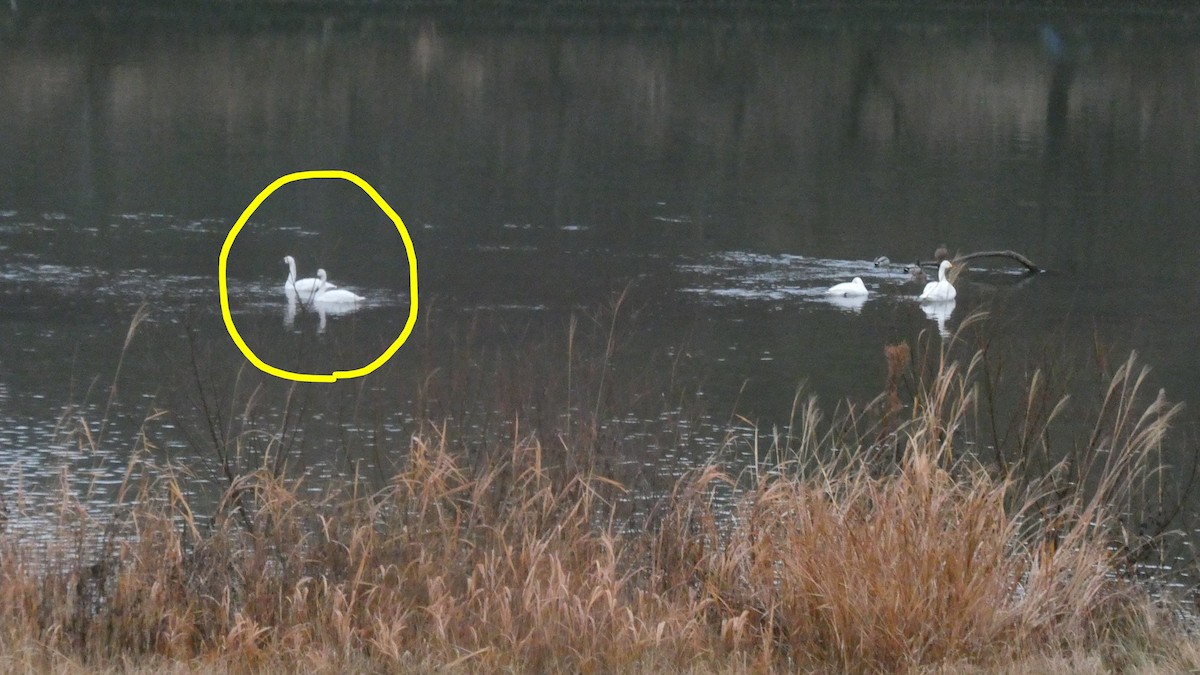 Американский лебедь (Американский) - ML647810873