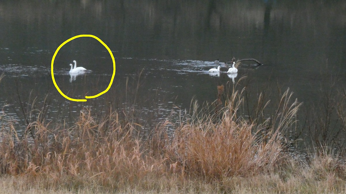 Американский лебедь (Американский) - ML647810874