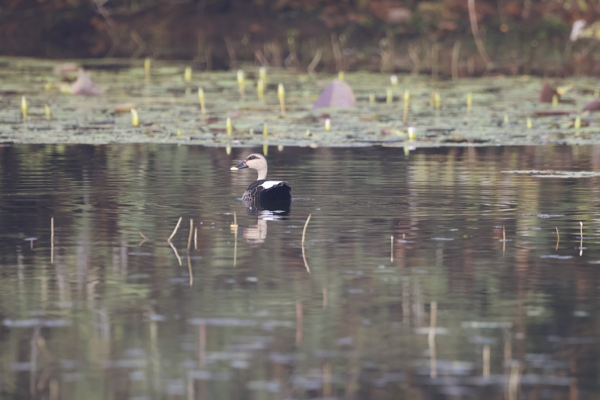 Пестроносая кряква - ML647810875
