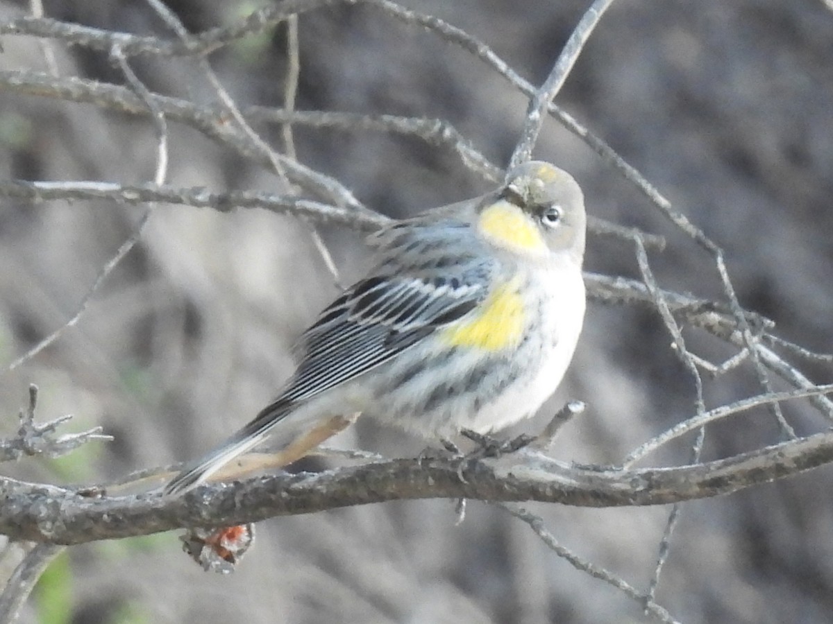 Миртовый певун - ML647810876