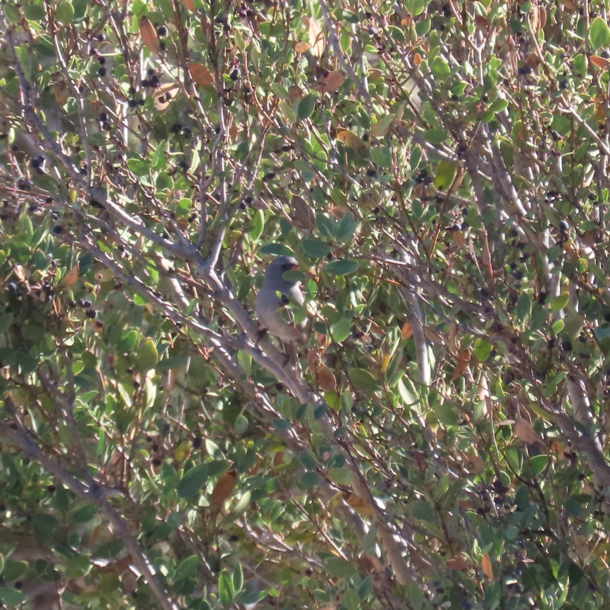 Черногорлая малая овсянка - ML647810877