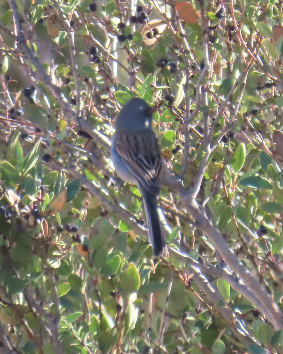 Черногорлая малая овсянка - ML647810878