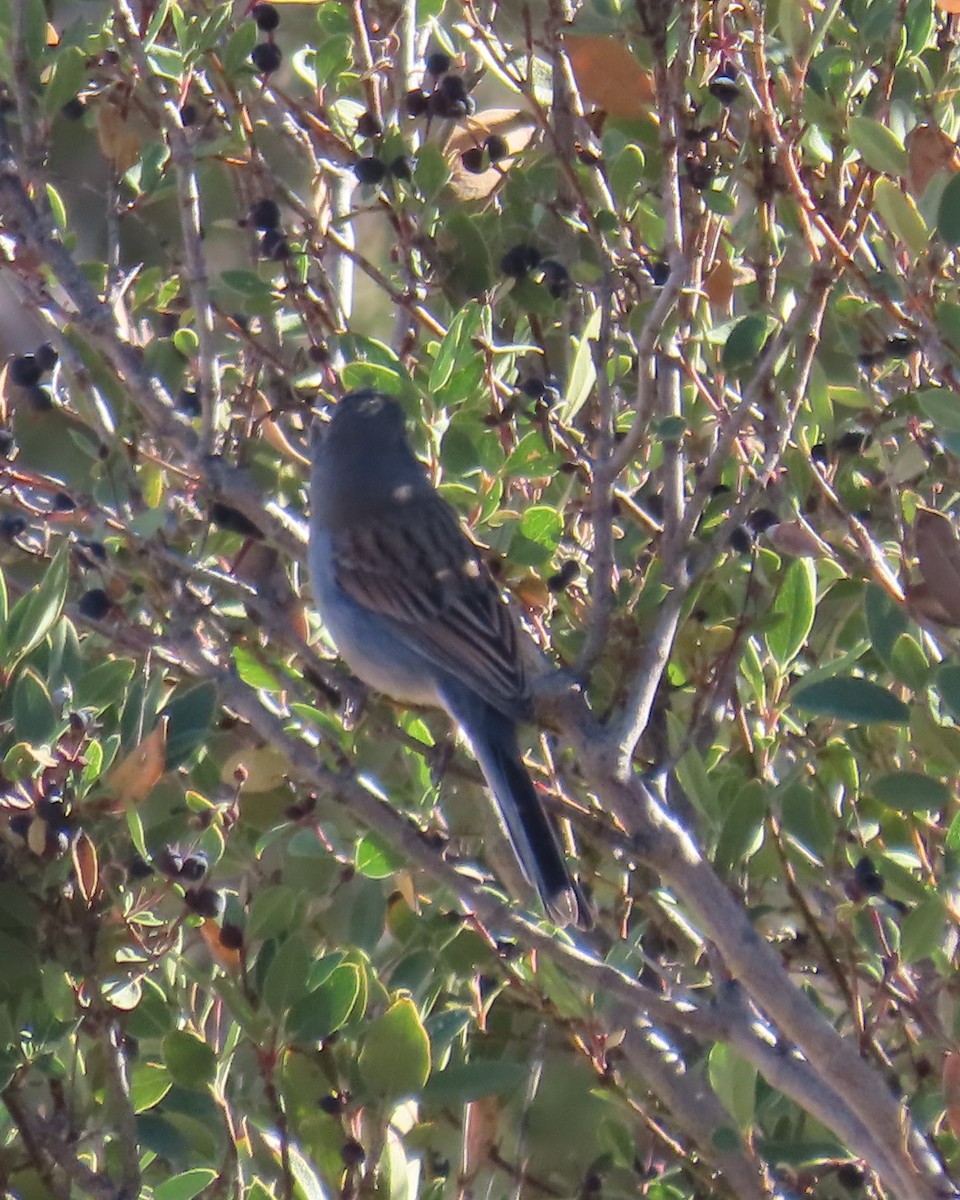 Черногорлая малая овсянка - ML647810879