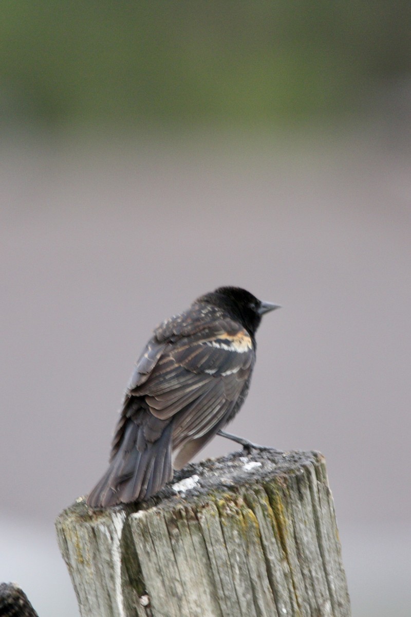 Красноплечий трупиал - ML647810880