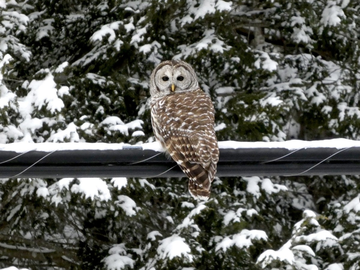 Полосатая неясыть - ML647810881