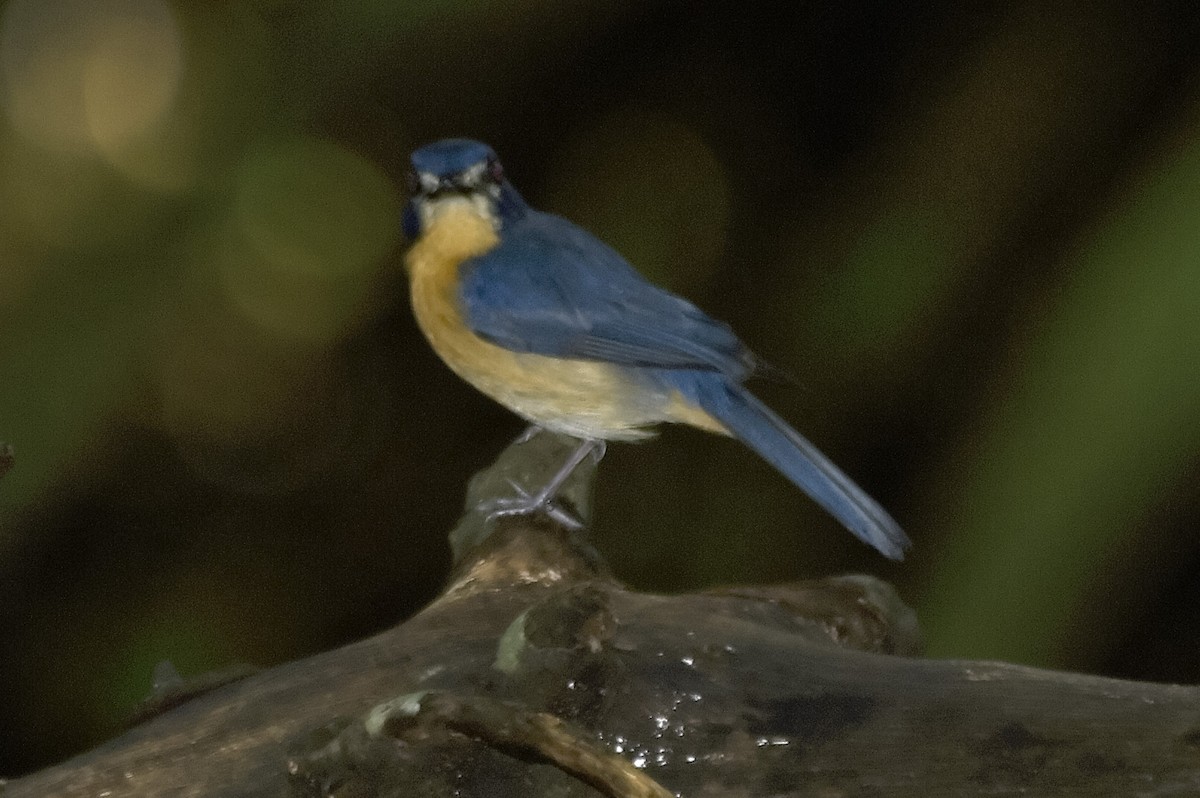 Мангровая нильтава - ML647810882