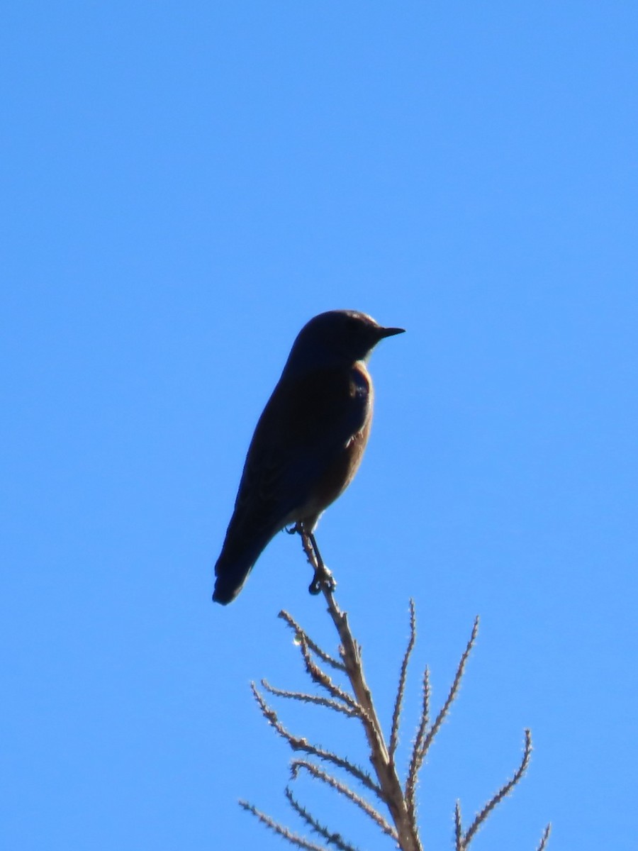 Западная сиалия - ML647810884