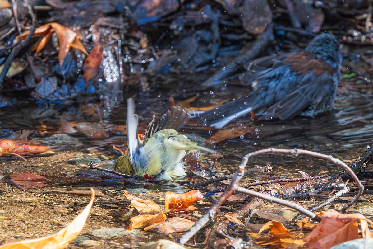 Мексиканский чиж - ML647810887