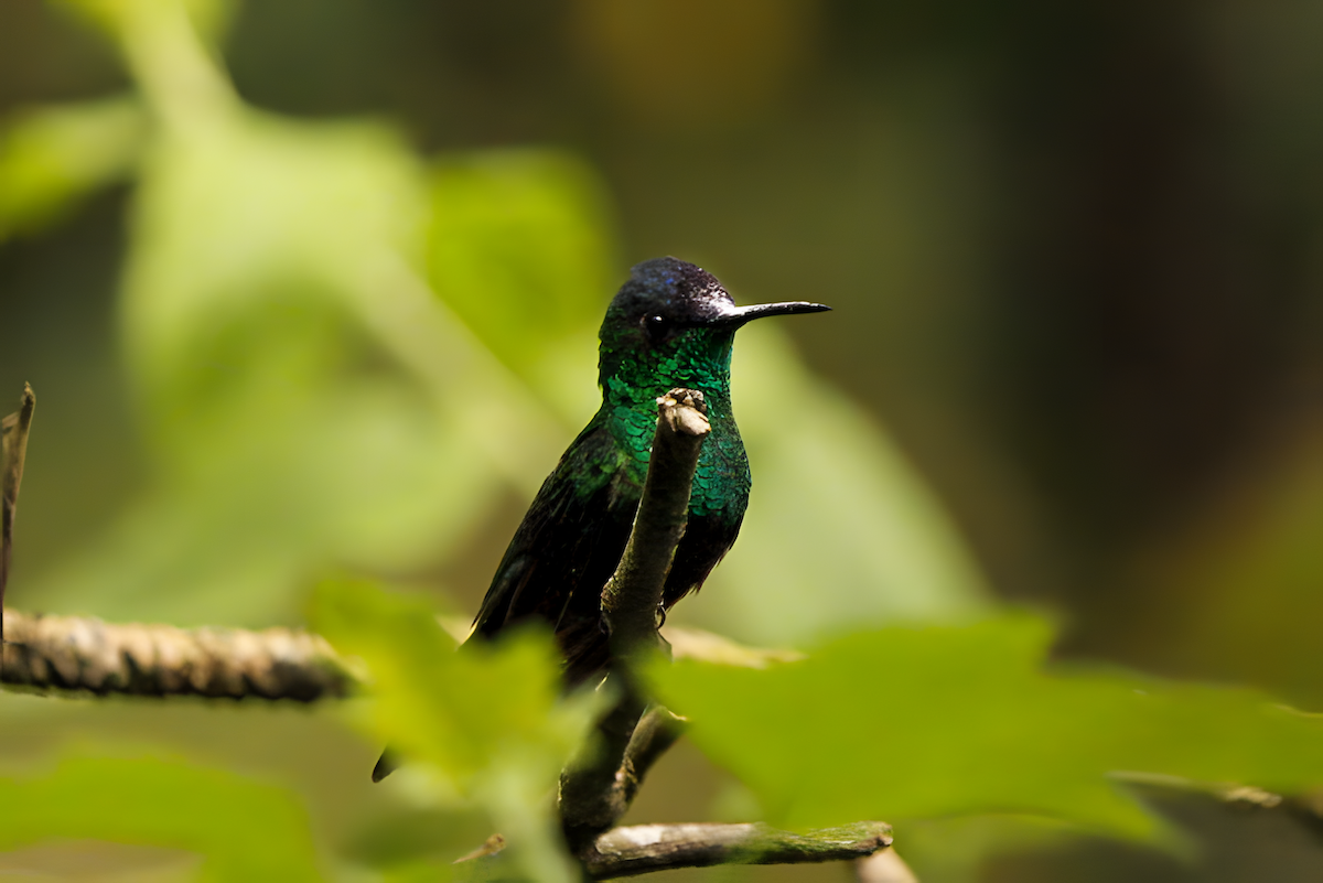 Мексиканская талурания - ML647810888