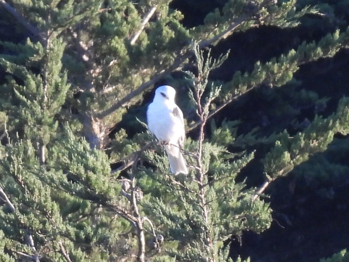 Белохвостый коршун - ML647810890