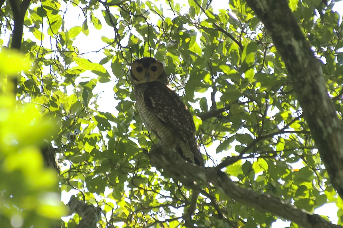 Spotted Wood-Owl - ML647810896