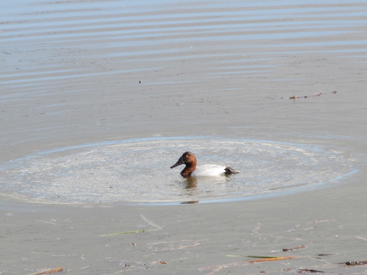 Murgilari bizkarzuria - ML647810900