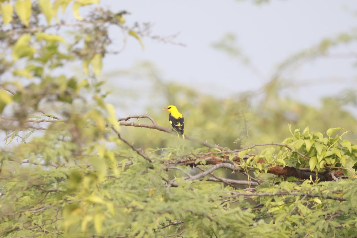 Loriot indien - ML647810903