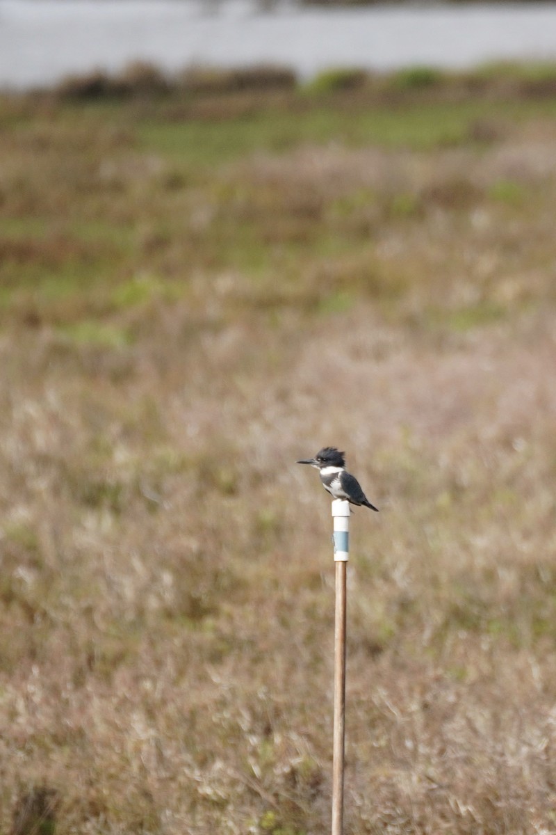 Martin handi iparramerikarra - ML647810909