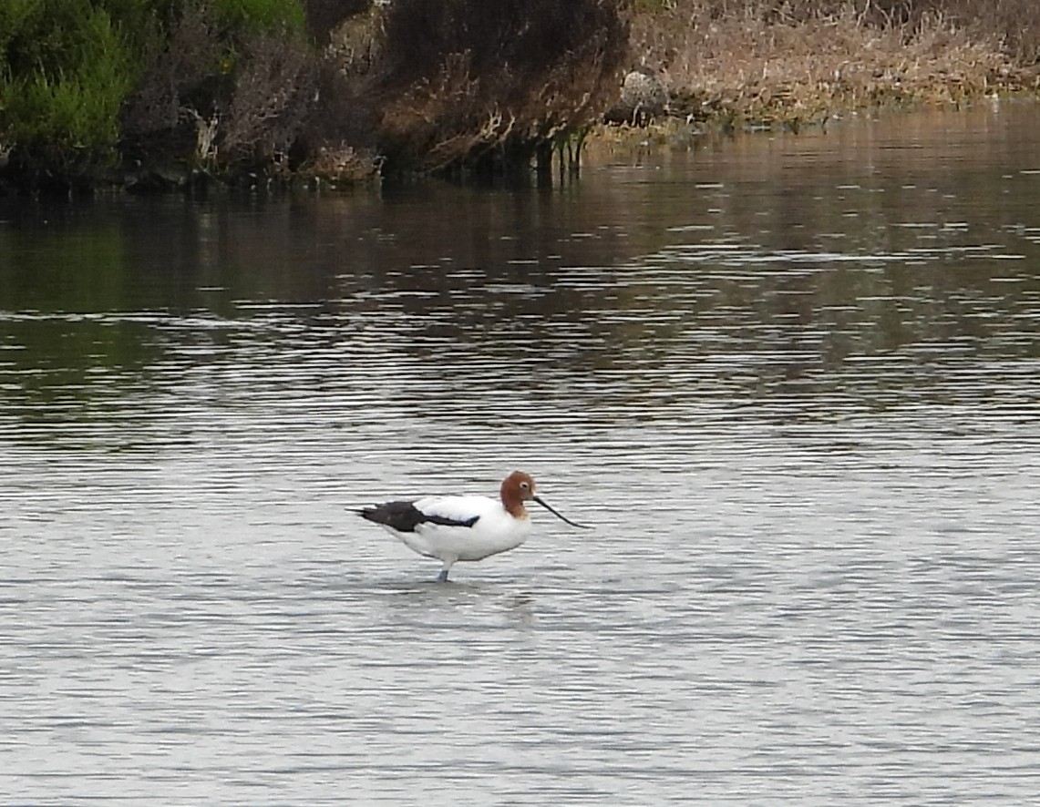 brunhodeavosett - ML647810920