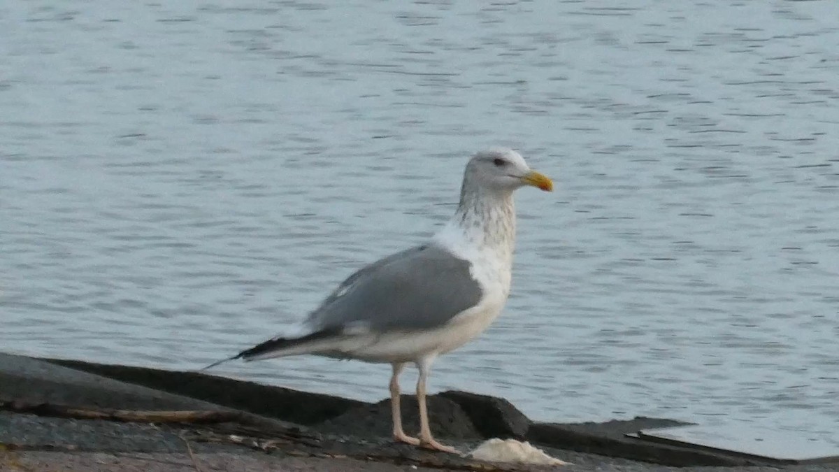 Lesser Black-backed Gull (taimyrensis) - ML647810921