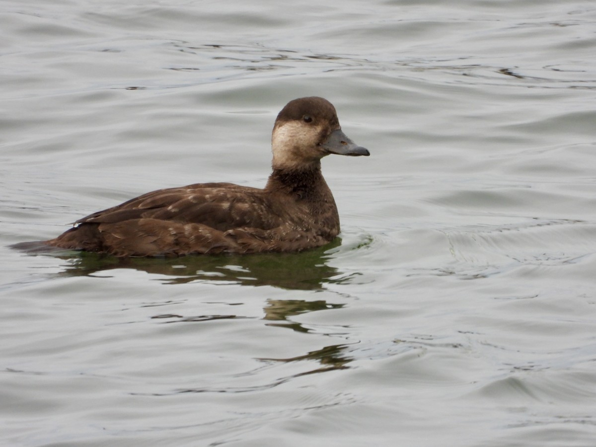 Американская синьга - ML647810926