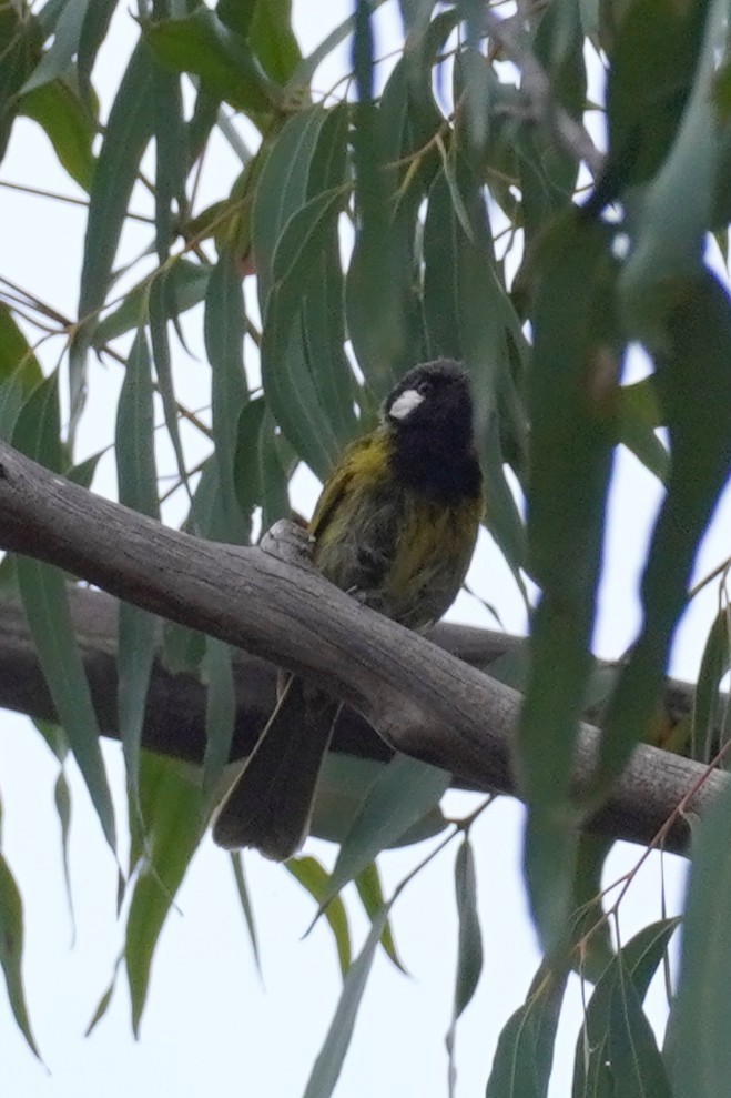 Méliphage leucotique - ML647810955