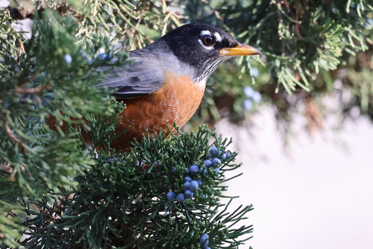 American Robin - ML647810959