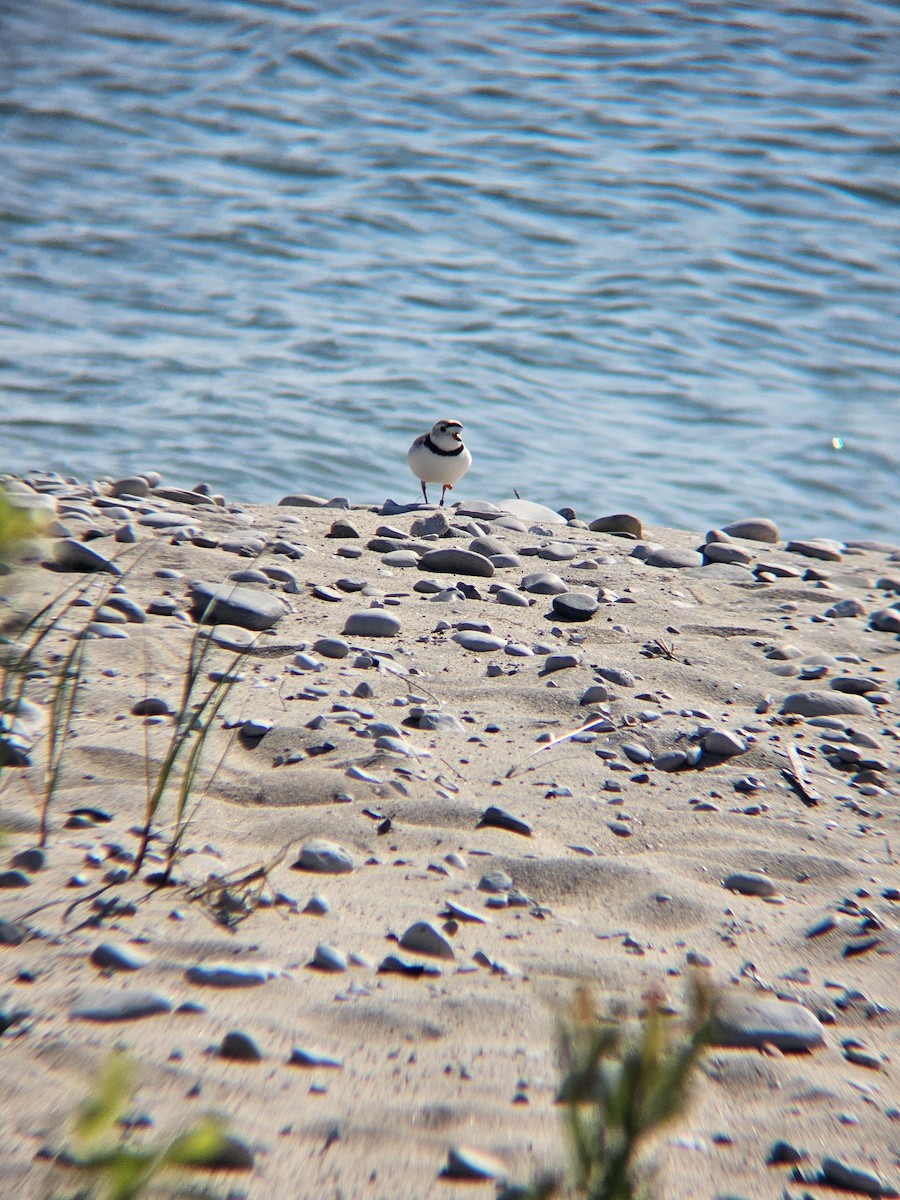 Piping Plover - ML647810966